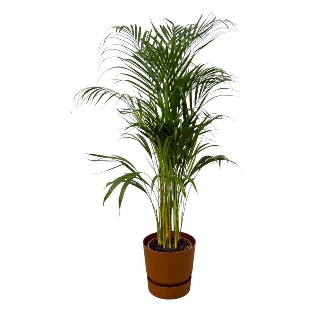 Areca palm - ↨110cm - Ø21cm including elho Greenville Round brown D24xH23