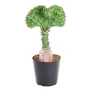 Kandelaber-Wolfsmilch 'Cristata' (Euphorbia lactea) – pflegeleichte Zimmerpflanze, Topf-Ø 12 cm, Höhe ca. 35 cm