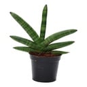 Bogenhanf (Sansevieria trifasciata) – pflegeleichte Zimmerpflanze, Höhe ca. 25 cm