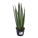 Zylindrischer Bogenhanf 'Bacularis' (Sansevieria cylindrica) – pflegeleichte Zimmerpflanze, Höhe ca. 38 cm