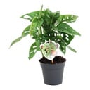 Monkey Leaf (Monstera obliqua) – pflegeleichte Zimmerpflanze, Höhe ca. 25 cm