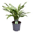 Kolbenfaden (Aglaonema commutatum) – pflegeleichte Zimmerpflanze, Höhe ca. 40 cm