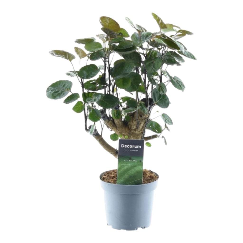 Fiederaralie (Polyscias fruticosa) – pflegeleichte Zimmerpflanze, Höhe ca. 45 cm