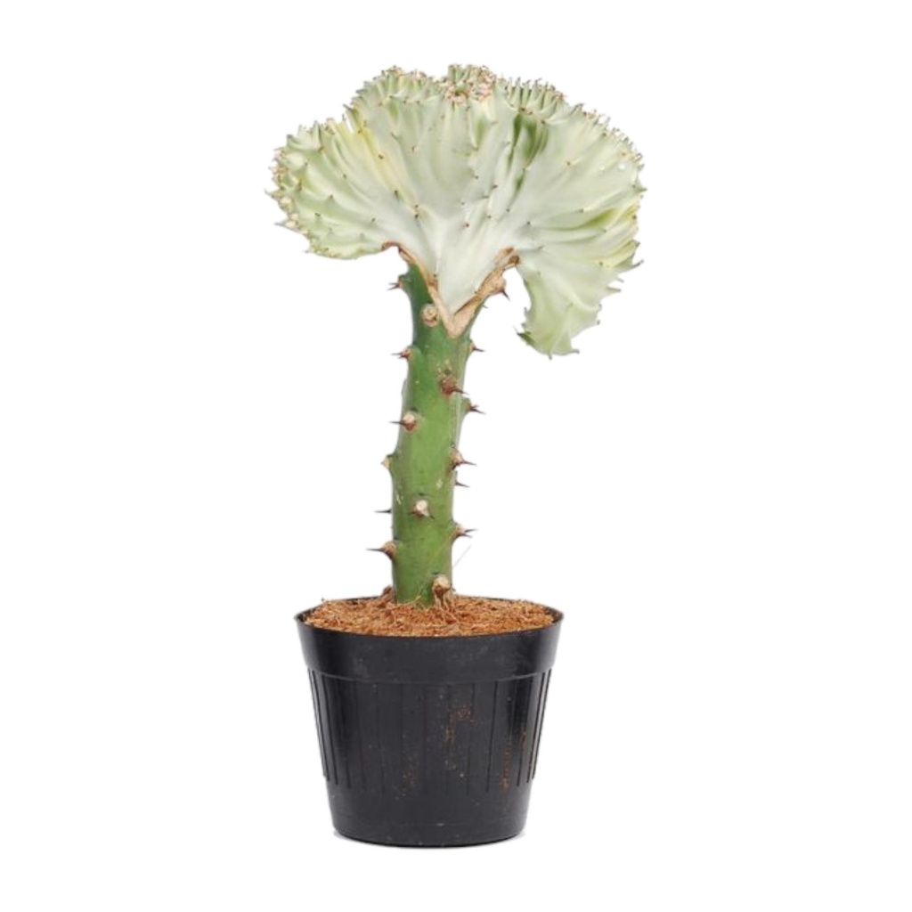 Euphorbia lactea Cristata white - 30 cm - ø10,5