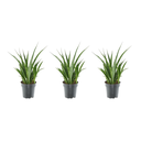 Kirks Bogenhanf 3er-Set (Sansevieria kirkii) – pflegeleichte Zimmerpflanze, Höhe ca. 38 cm