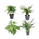 Grüne Mischung 4 Pflanzen - Monstera obliqua 'Monkey Leaf' - 25 cm - ø12 - Aglaonema Juliette - 40 cm - ø12 - Syngonium Mottled - 25 cm - ø12 - Aglaonema Cutlass - 40 cm - ø12
