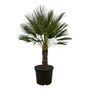 Zwergpalme (Chamaerops humilis) – pflegeleichte Zimmerpflanze, Topf-Ø 45 cm, Höhe ca. 150 cm