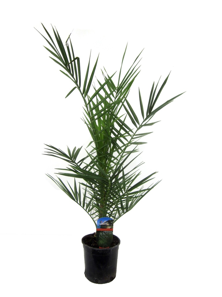 Kanarische Dattelpalme (Phoenix canariensis) – pflegeleichte Zimmerpflanze, Topf-Ø 14 cm, Höhe ca. 80 cm