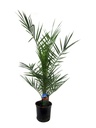 Kanarische Dattelpalme (Phoenix canariensis) – pflegeleichte Zimmerpflanze, Topf-Ø 14 cm, Höhe ca. 80 cm