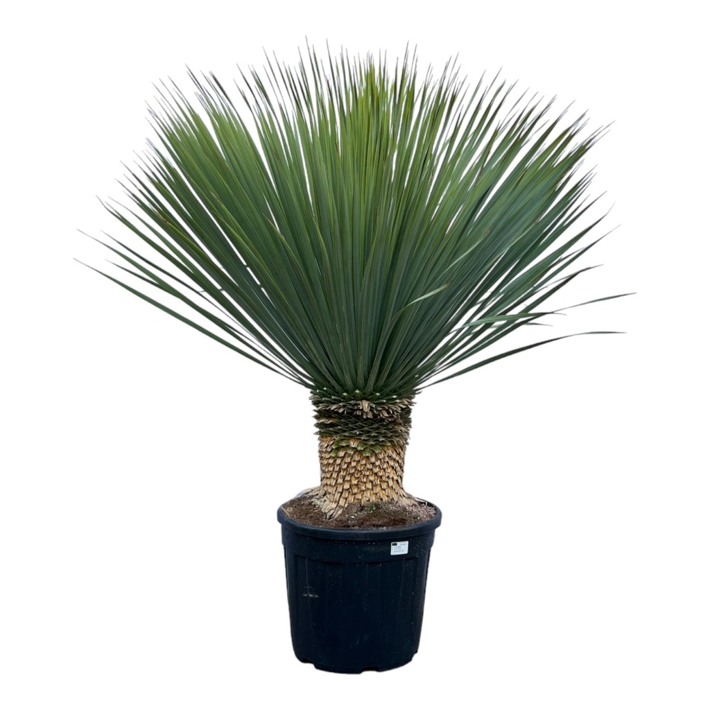 Blaue Palmlilie (Yucca rostrata) – pflegeleichte Zimmerpflanze, Höhe ca. 140 cm