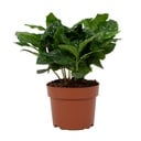 Kaffeepflanze (Coffea arabica) – pflegeleichte Zimmerpflanze, Topf-Ø 12 cm, Höhe ca. 22 cm