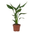 Paradiesvogelblume (Strelitzia reginae) – pflegeleichte Zimmerpflanze, Topf-Ø 12 cm, Höhe ca. 35 cm