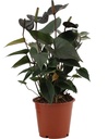 Anthurie (Anthurium andraeanum) – pflegeleichte Zimmerpflanze, Topf-Ø 12 cm, Höhe ca. 36 cm