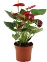 Flamingoblume (Anthurium calense) – pflegeleichte Zimmerpflanze, Topf-Ø 12 cm, Höhe ca. 36 cm
