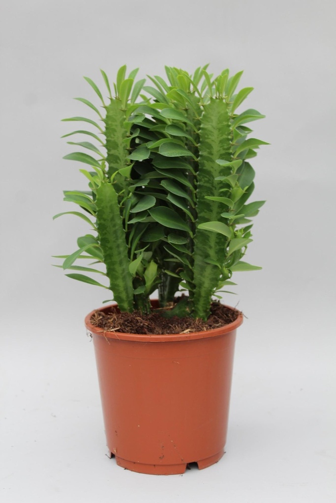 Dreikantige Wolfsmilch (Euphorbia trigona) – pflegeleichte Zimmerpflanze, Topf-Ø 12 cm, Höhe ca. 40 cm