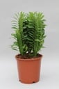 Dreikantige Wolfsmilch (Euphorbia trigona) – pflegeleichte Zimmerpflanze, Topf-Ø 12 cm, Höhe ca. 40 cm
