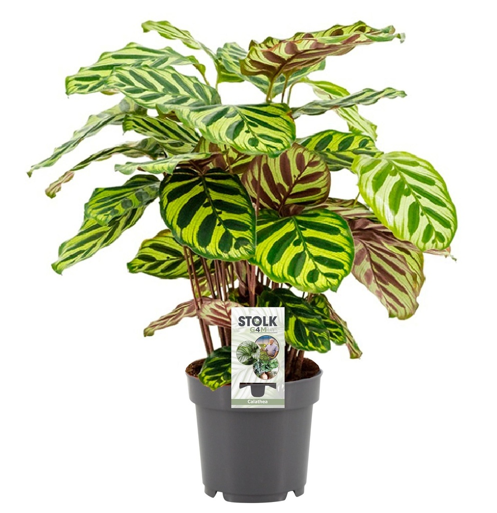Pfauen-Korbmarante (Calathea makoyana) – pflegeleichte Zimmerpflanze, Topf-Ø 14 cm, Höhe ca. 45 cm