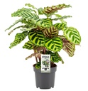 Pfauen-Korbmarante (Calathea makoyana) – pflegeleichte Zimmerpflanze, Topf-Ø 14 cm, Höhe ca. 45 cm