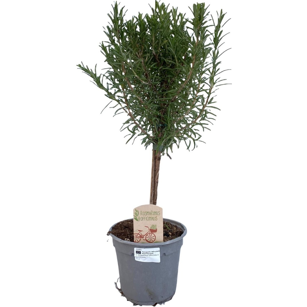 Rosmarin 'auf Stamm' (Rosmarinus) – winterhartes Küchenkraut, Topf-Ø 14 cm, Höhe ca. 45 cm