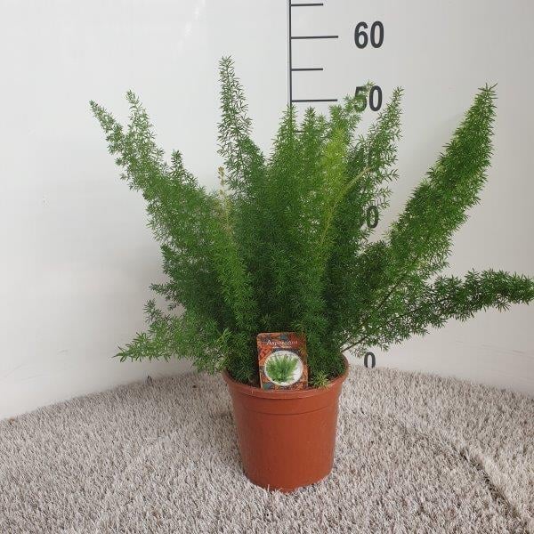Zierspargel (Asparagus densiflorus) – pflegeleichte Zimmerpflanze, Topf-Ø 17 cm, Höhe ca. 50 cm