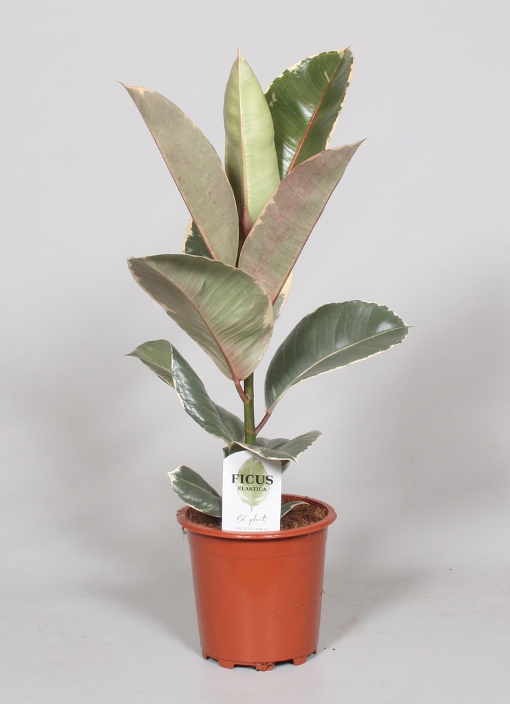Gummibaum (Ficus elastica) – pflegeleichte Zimmerpflanze, Topf-Ø 17 cm, Höhe ca. 60 cm