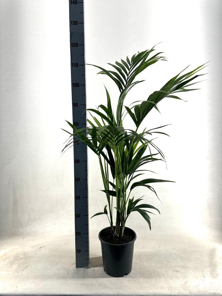 Kentia-Palme (Tracheophyta) – pflegeleichte Zimmerpflanze, Topf-Ø 21 cm, Höhe ca. 110 cm