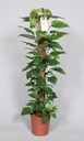 Epipremnum Pinnatum Moosstab 120cm Scindapsus - Ø24cm - ↕120cm