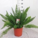Zierspargel (Asparagus densiflorus) – pflegeleichte Zimmerpflanze, Topf-Ø 27 cm, Höhe ca. 60 cm
