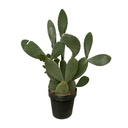 Feigenkaktus (Kaktus opuntia) – pflegeleichte Zimmerpflanze, Topf-Ø 38 cm, Höhe ca. 120 cm