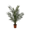 Phoenix Canariensis - 170 cm - Ø27cm