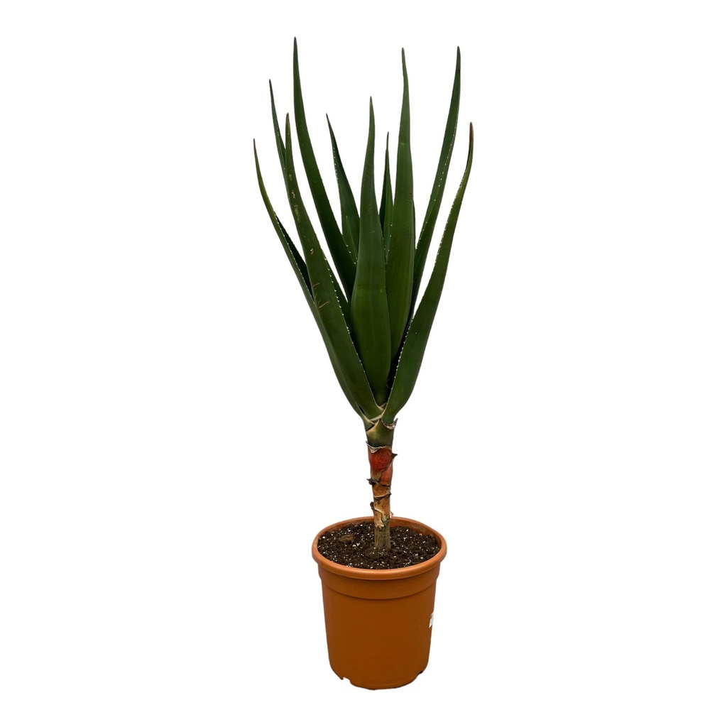 Baum-Aloe (Aloe barberae) – pflegeleichte Zimmerpflanze, Topf-Ø 24 cm, Höhe ca. 180 cm