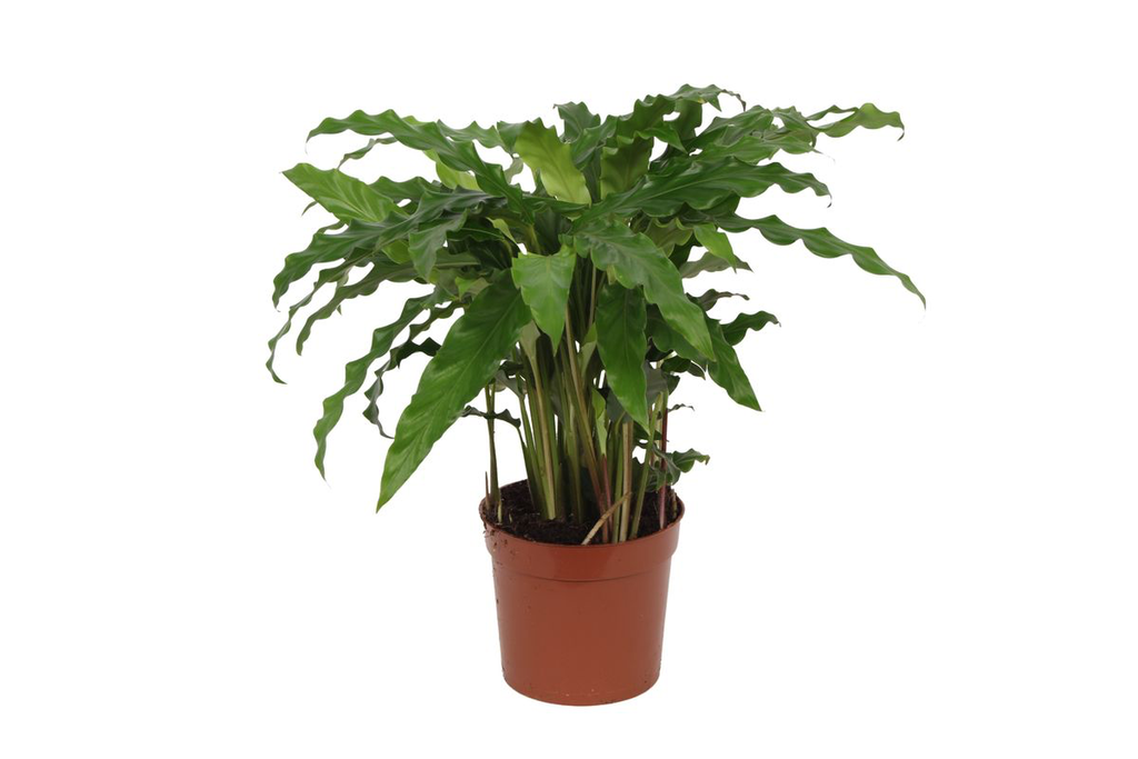 Korbmarante (Calathea) – pflegeleichte Zimmerpflanze, Topf-Ø 12 cm, Höhe ca. 35 cm