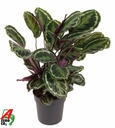 Korbmarante (Calathea medallion) – pflegeleichte Zimmerpflanze, Topf-Ø 24 cm, Höhe ca. 80 cm