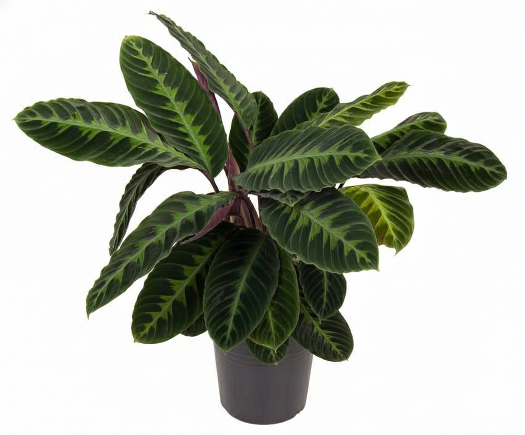 Calathea Warscewiczii - 90 cm - Ø24cm