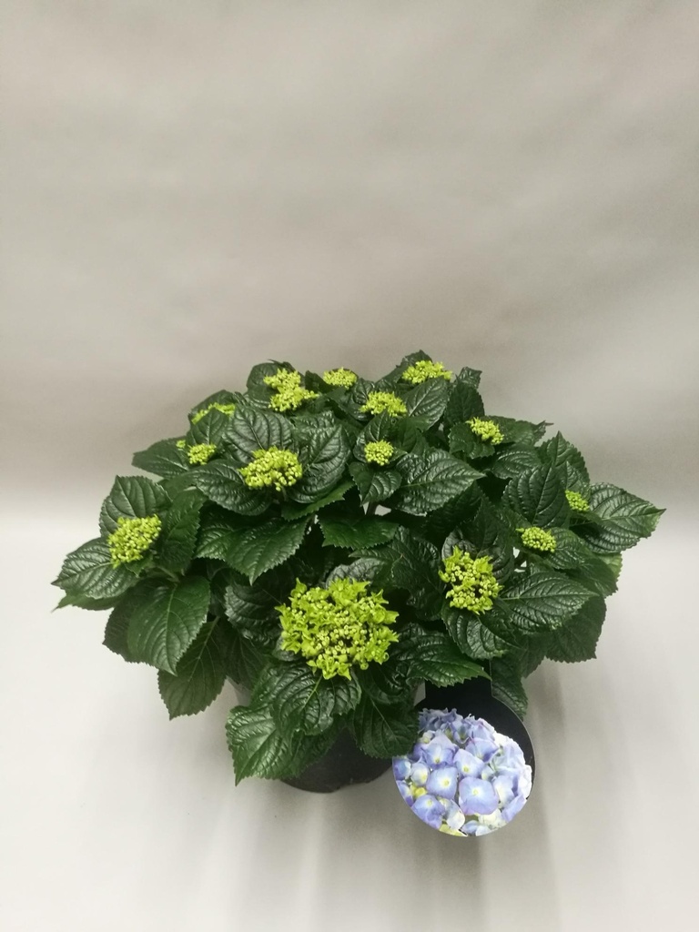 Hortensie (Hydrangea macrophylla) – winterharte Blütenstaude, Topf-Ø 23 cm, Höhe ca. 45 cm