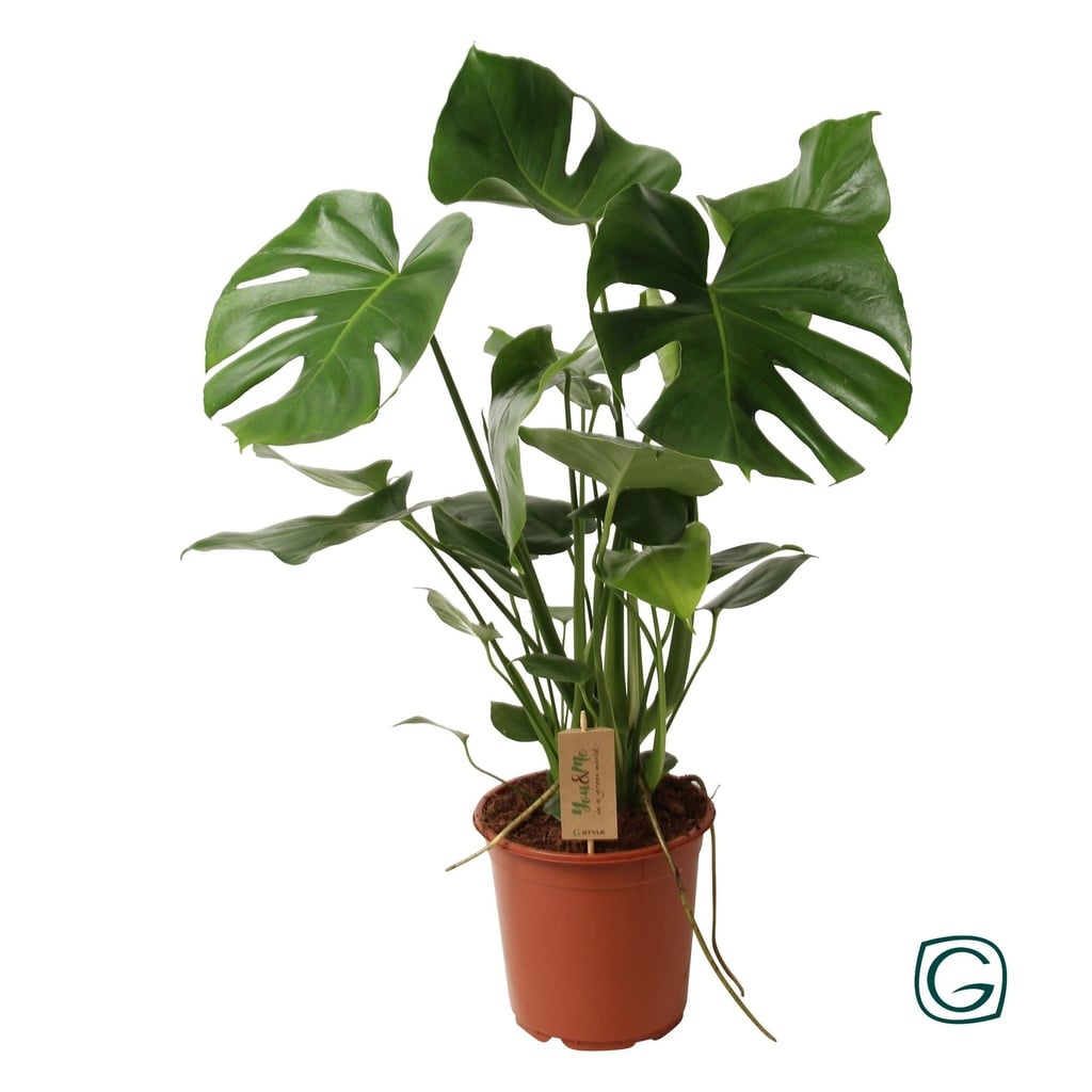 Fensterblatt (Monstera deliciosa) – pflegeleichte Zimmerpflanze, Topf-Ø 21 cm, Höhe ca. 60 cm