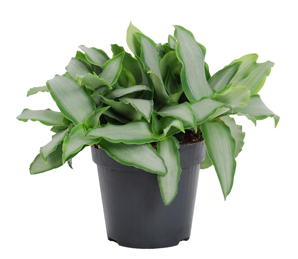 Murdannia Loriformus 'Heller Stern' - Ø12cm - ↕20cm