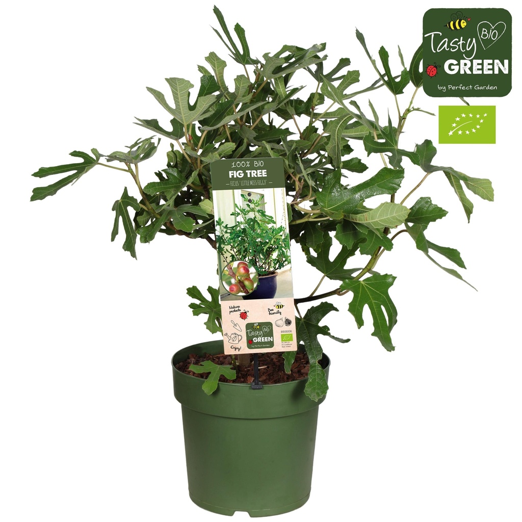 Ficus Carica 'Little Miss Figgy' Bio - Feige - Ø23cm - ↕50cm