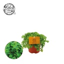 Niedergedrückte Kanonierpflanze (Pilea depressa) – pflegeleichte Zimmerpflanze, Topf-Ø 10,5 cm, Höhe ca. 15 cm
