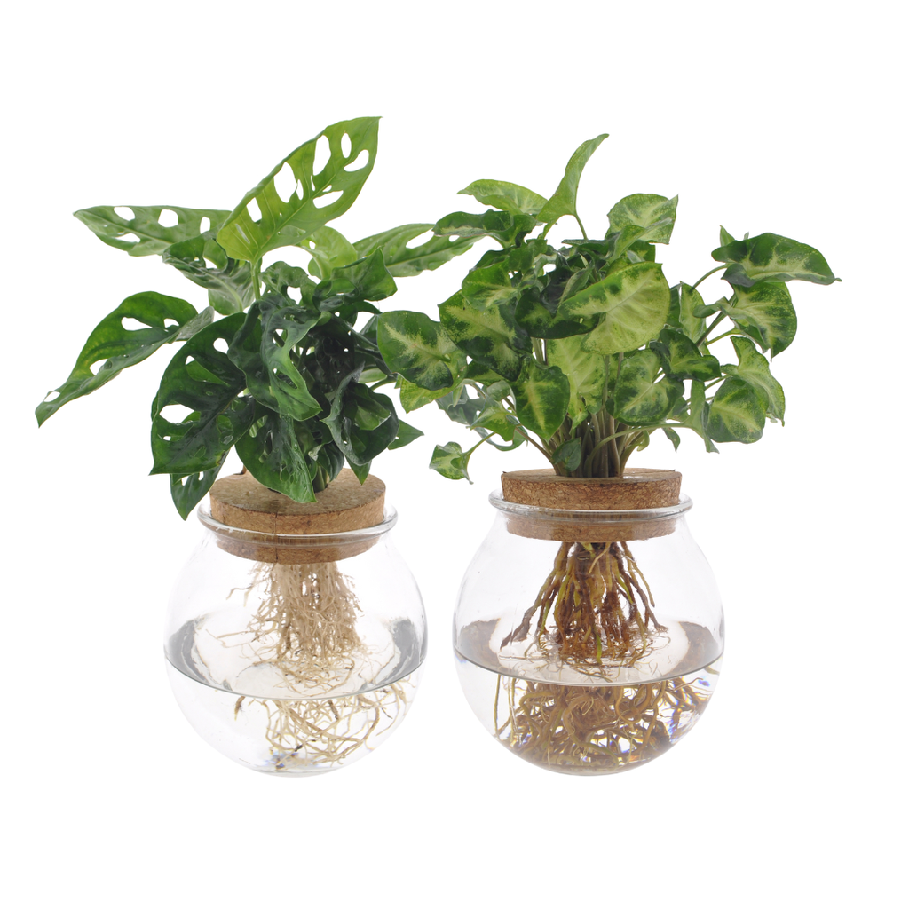 Bolglas Duo Monstera Adansonii/Syngonium Green - 2 Stücke - Topf-Ø 12 cm - Höhe ca. 12 cm-30cm