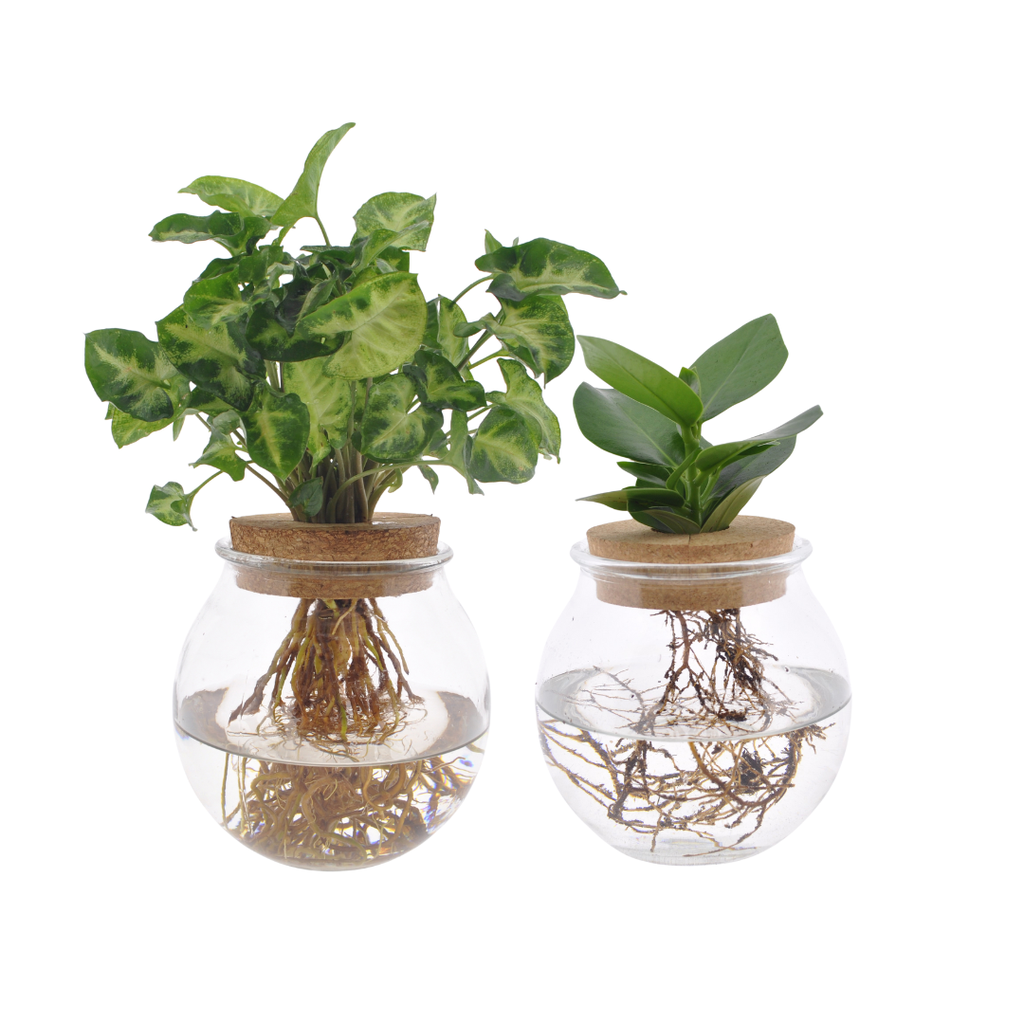 Bolglas Duo Clusia/Syngonium Green - 2 Stücke - Topf-Ø 12 cm - Höhe ca. 30 cm
