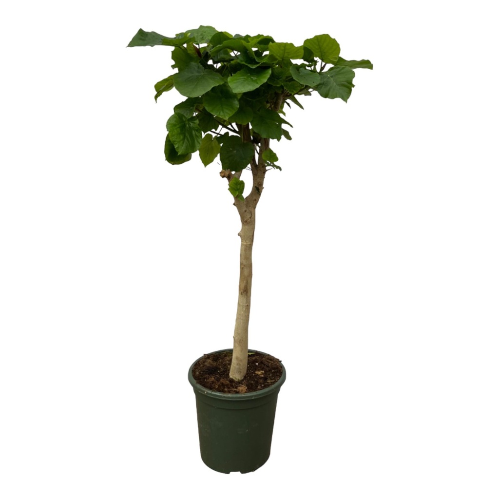 Ficus Umbellata trunk - 180 cm - Ø45cm