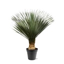Blaue Palmlilie (Yucca rostrata) – pflegeleichte Zimmerpflanze, Höhe ca. 150 cm