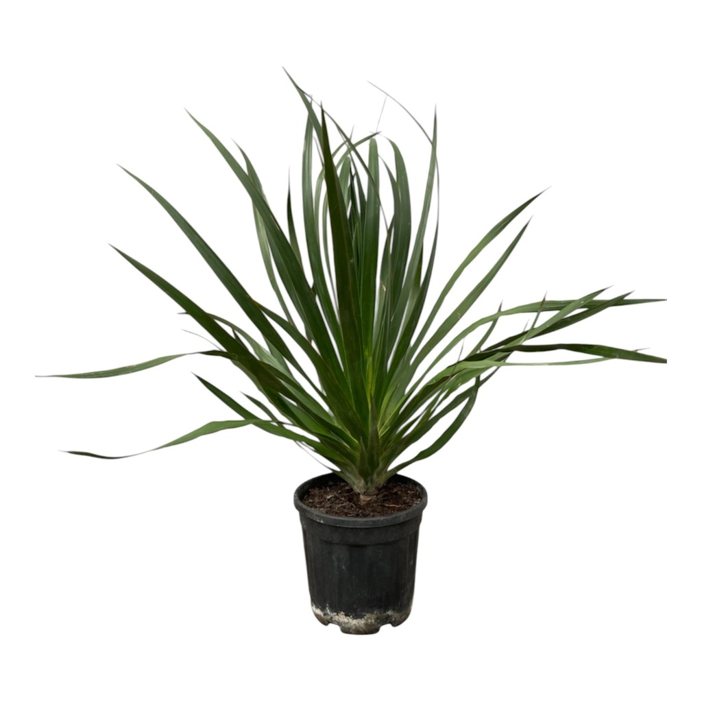 Kanarischer Drachenbaum (Dracaena draco) – pflegeleichte Zimmerpflanze, Topf-Ø 24 cm, Höhe ca. 100 cm