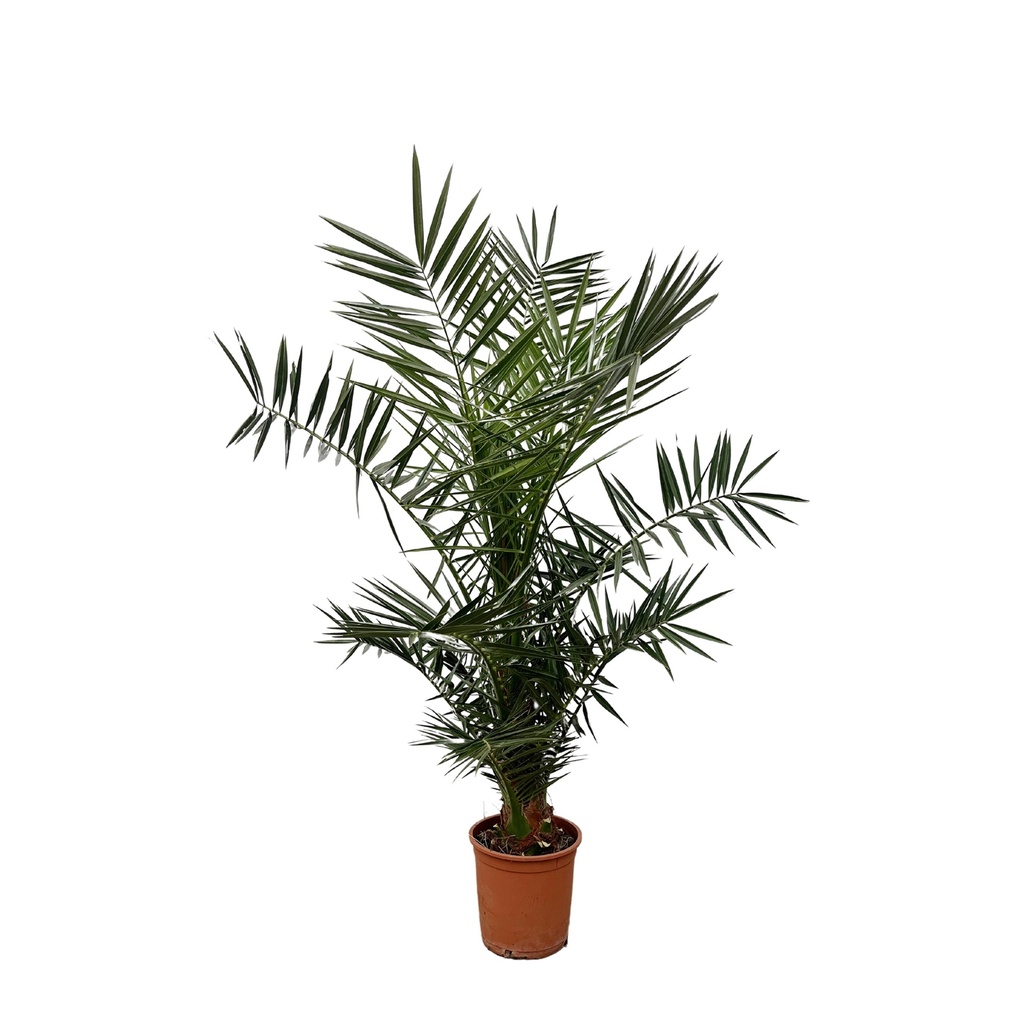 Phoenix Canariensis - 140 cm - Ø27cm