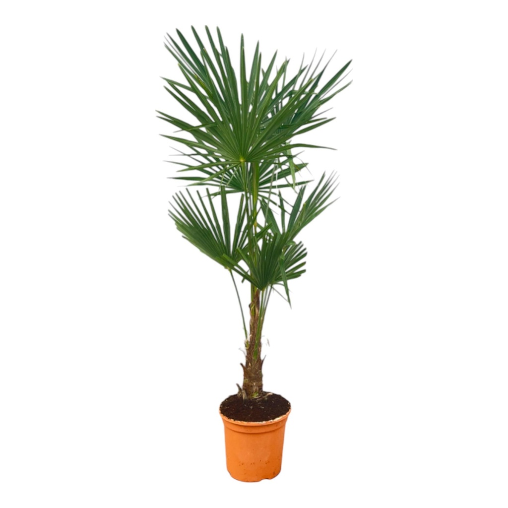 Chinesische Hanfpalme (Trachycarpus fortunei) – pflegeleichte Zimmerpflanze, Höhe ca. 160 cm
