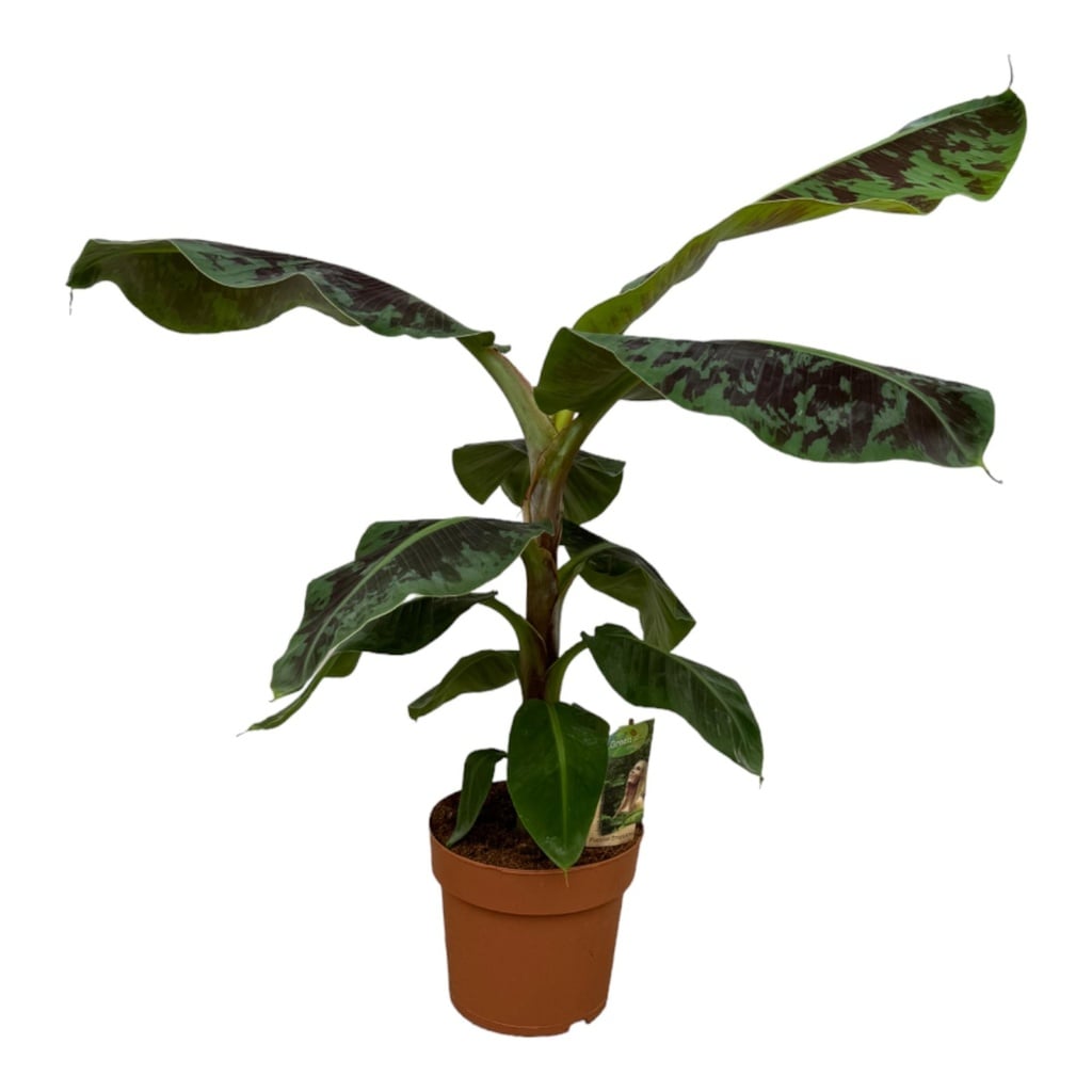 Bananenpflanze (Musa acuminata) – pflegeleichte Zimmerpflanze, Höhe ca. 70 cm