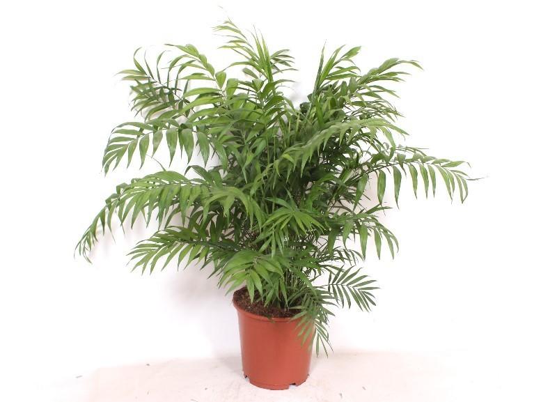 Chamaedorea Elegans - 100 cm - Ø24cm