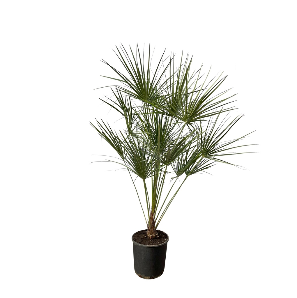 Chamaerops Humilis on stem - 160 cm - Ø24cm