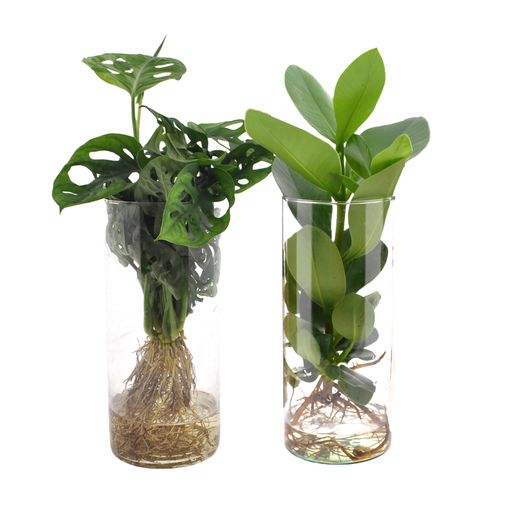 Cylinder glas Duo Monstera/Clusia - 2 Stücke - Topf-Ø 12 cm - Höhe ca. 25 cm-40cm